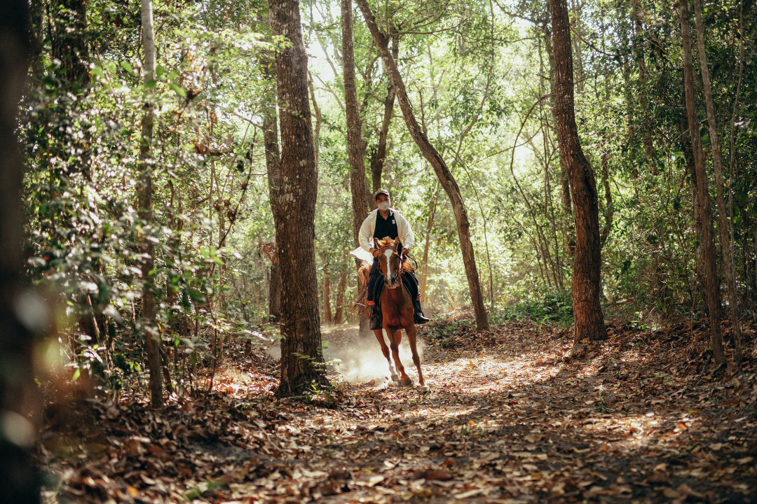 A man riding a horse in the forest